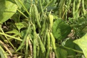 绿豆种植全攻略（时间、方法、注意事项一网打尽）