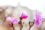 金达莱花——马来西亚的国花（探寻金达莱花的历史和特点）
