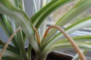 金边龙舌兰的毒性与室内养护（了解植物的毒性，安全养护龙舌兰）