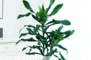 耐阴室内植物大全（打造低光环境的绿色家居）