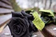 花语传递情感，揭秘三朵玫瑰的含义（三朵玫瑰的花语及其代表的情感）