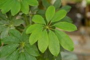 鸭掌木烂根怎么办（烂根补救方法，教你轻松应对）