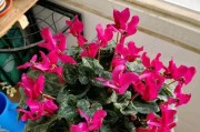 仙客来花香有毒吗？（了解仙客来花的毒性及其对人体的影响）