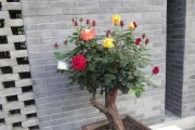 干旱也不怕！这些耐旱花卉让你的庭院常青常美（精选15种具备耐旱能力的花卉品种，让您的庭院不再干枯）