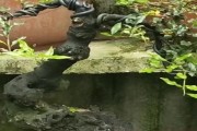 金弹子夏季换盆技巧解析（如何正确换盆？换盆前需注意什么？）