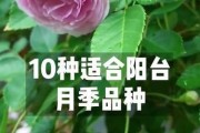 旋转木马月季的优缺点（解读旋转木马月季的优缺点，了解它们的真实面貌）