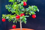 金弹子花花期时间及开花次数（一年内开花时间及适合观赏的月份）