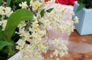 赏文心兰之美——探寻开花季节（探秘文心兰花期及栽培技巧，带你近距离感受她的芬芳与美丽）