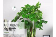 龟背竹的浇水与季节管理（春夏秋冬，龟背竹的水分需求不同）