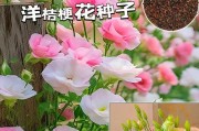 什么时候播种最合适的橙色之美——桔梗（如何选择最佳播种时间，让桔梗成为你花园的靓丽佳人）