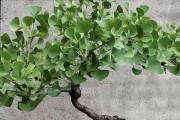 如何种植长寿树盆栽（注意事项和养护技巧，长寿树的养殖关键点）