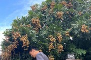 龙眼树几年结果实的奥秘（揭秘龙眼树结果实的时间与条件）