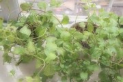 薄荷的生长习性特点及生长环境条件探析（探寻薄荷生长的奥秘，带你了解薄荷的喜好和特点）