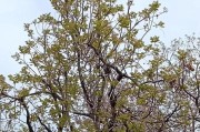 香椿采摘时间与收获季节（如何把握香椿的最佳采摘时间？）