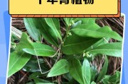 以青美人养殖方法详解（掌握养殖技巧，打造青美人花园）