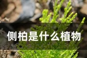 侧柏的分类学归属——裸子植物还是被子植物？（揭开侧柏的植物学谜团）