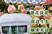 如何正确修剪玫瑰花（玫瑰花修剪技巧详解，让你的花园更美丽）