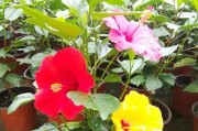 如何选择适合扶桑花的盆？（选择合适大小的盆，扶桑花更茁壮）