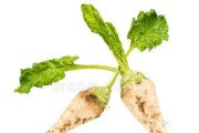 甜菜——营养丰富的根茎作物（种植、营养、健康、食用等全面解析）