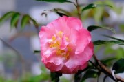 茶梅的养殖方法与注意事项（如何养好茶梅，让您的家更加美丽）