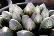 弹簧草的土壤配比及种植方法（打造弹簧草理想生长环境，提高种植效率）