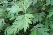 探秘艾草（认识艾草的形态与特征，掌握艾草的重要性）