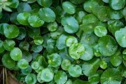 家中养水草，改善风水（利于居家氛围，提升运势）