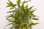 富贵竹花期介绍（掌握花期，让富贵竹更加美丽）