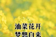 油菜枯可以种花吗？（探讨油菜枯的种植与观赏价值）