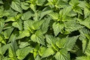 探秘带“麻”字的植物（15种植物一网打尽，了解它们的功能和用途）