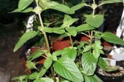 薄荷在家种植全攻略（如何在家种植健康又新鲜的薄荷）