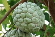 释迦果籽是否能种植？答案揭晓！（探寻释迦果籽的种植与结果）
