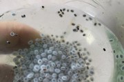 番茄种子的来源与繁殖方式（从自然繁殖到人工培育，了解番茄种子的成长历程）