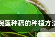 莲藕的生长环境与地方条件（从水质到气候，探秘莲藕适宜生长的条件）