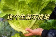 生菜种子的种植方法（从选种到收割，轻松打造自家生菜园）