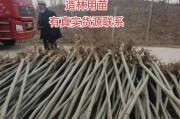 法桐的生长速度及年增长量分析（探究法桐的快速生长秘密，揭示法桐在生长中需要注意的事项）