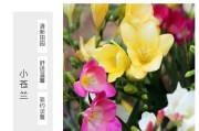 小苍兰种球的保存方法（如何妥善保管小苍兰种球，让其长期存活）
