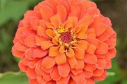 百日菊的养护技巧（如何让百日菊持续开花？）