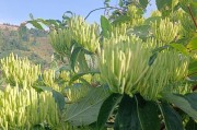 金银花大比拼（探索不同金银花品种的特点和用途）