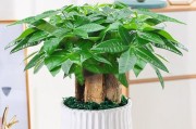 新家客厅植物盆栽推荐（打造温馨舒适的居家环境，10种植物让你的客厅更有生气）