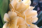 君子兰花开的奥秘（揭秘君子兰的花开瞬间，预示着什么？）