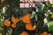 什么时候嫁接桔子树最合适？（嫁接技巧、病虫害预防、植物生长状况分析）