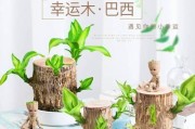 巴西木夏的浇水管理（了解巴西木夏的生长需求，合理浇水助其健康成长）