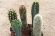 家里养仙人柱，风水宝地无忧（了解仙人柱的功效，打造舒适居所）