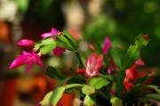 冬季室外适合养的花（选择适合冬季生长的花品种，为花园增添绿色气息）
