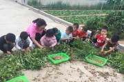 花开的季节——探究花生成熟的时间（春夏秋冬花开花谢，你知道花生成熟的季节吗？）
