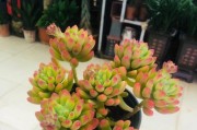 打造多肉春萌老桩造型，让花园更具韵味（从选材到修剪，教你成为一名多肉春萌专家）