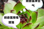 观音莲夏天养护全攻略（夏季高温，如何让观音莲健康茁壮？）