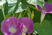 牵牛花（探秘牵牛花的外貌、特点和生命力）