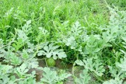 反季节种植西瓜的最佳时间（解决瓜农的困扰，增加产量和收益）
